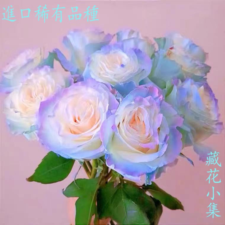薔薇之戀 優惠推薦 21年11月 蝦皮購物台灣