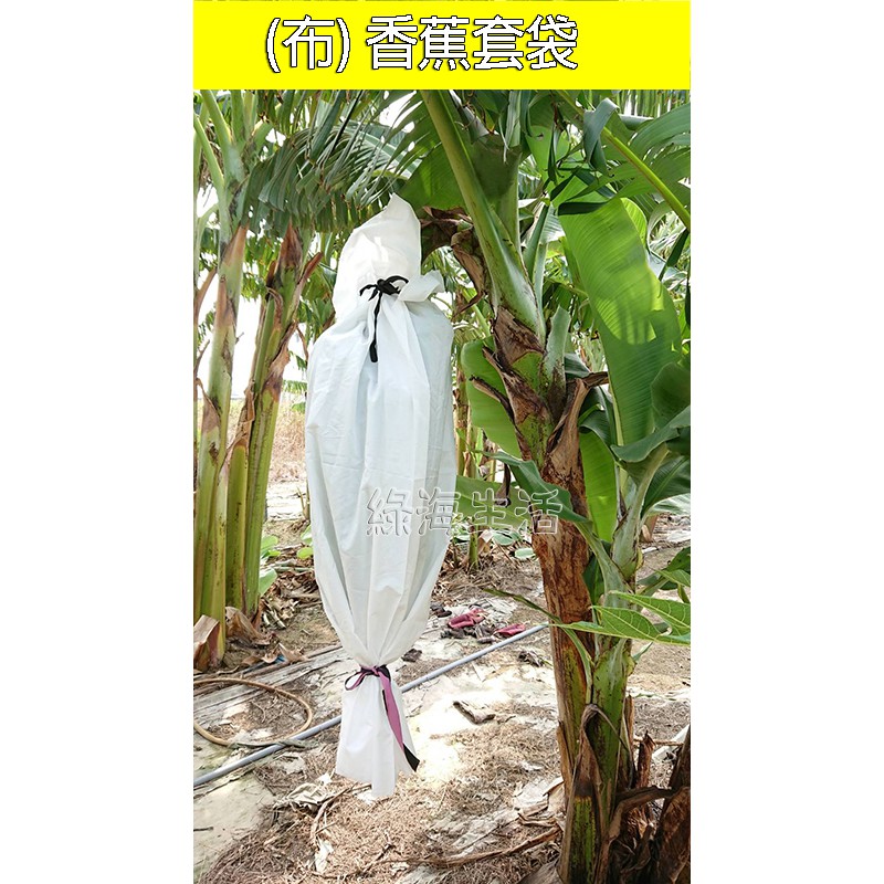【綠海生活】附發票 布香蕉袋 香蕉袋 布香蕉套袋 布套袋 水果袋 水果套袋 防蟲網袋 防猴 網罩 防蟲 防寒