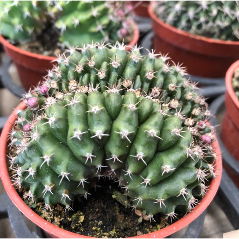 沅鈺農場仙人掌腓牡丹綴化 蝦皮購物