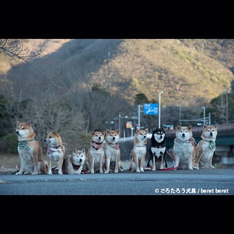 唐草頸圈項圈首輪和風唐草和柄柴犬ごろたろう犬具 蝦皮購物