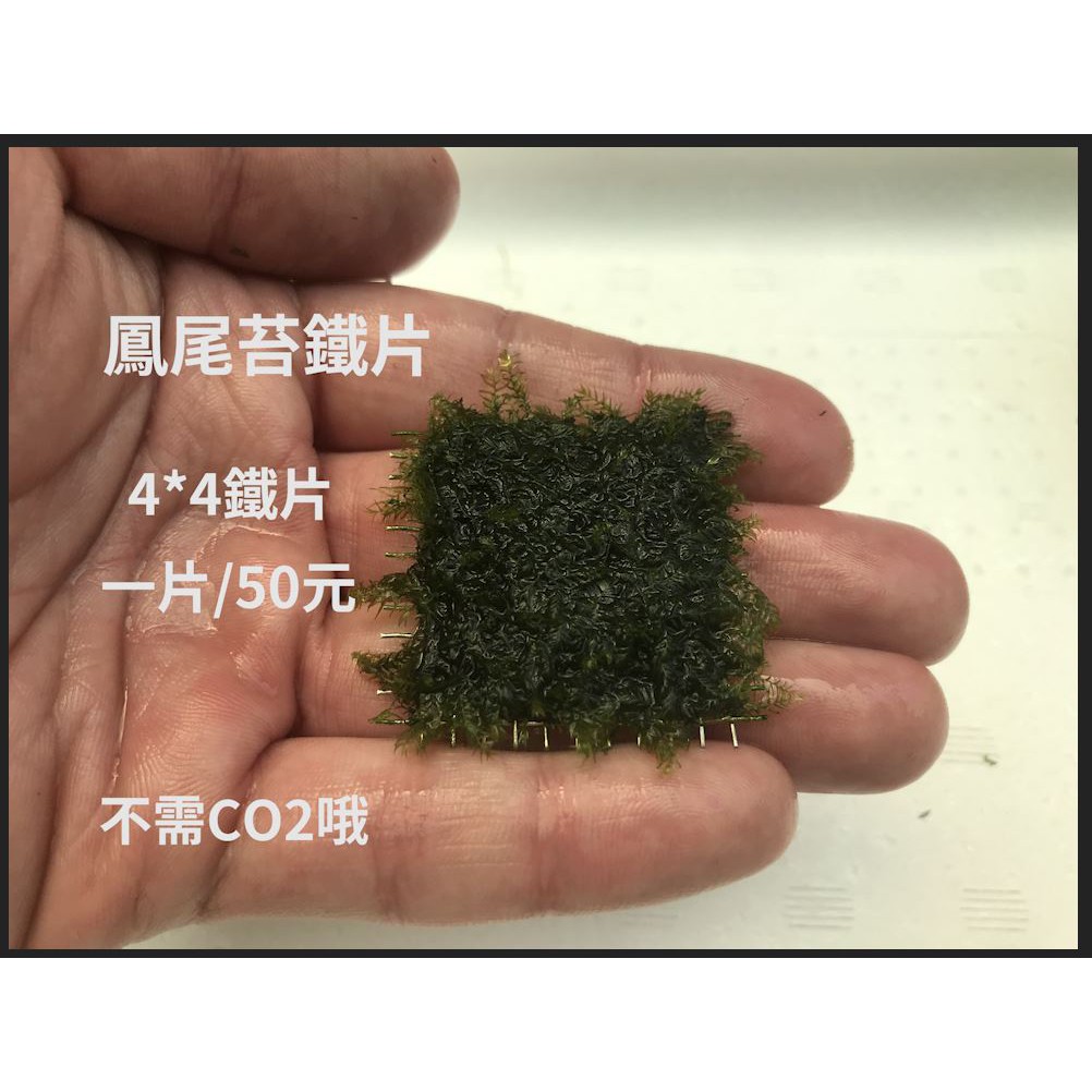 草皮皮 鳳尾苔水草4 4 莫絲水草好養不需co2 陰性水草鐵片一片50元 蝦皮購物