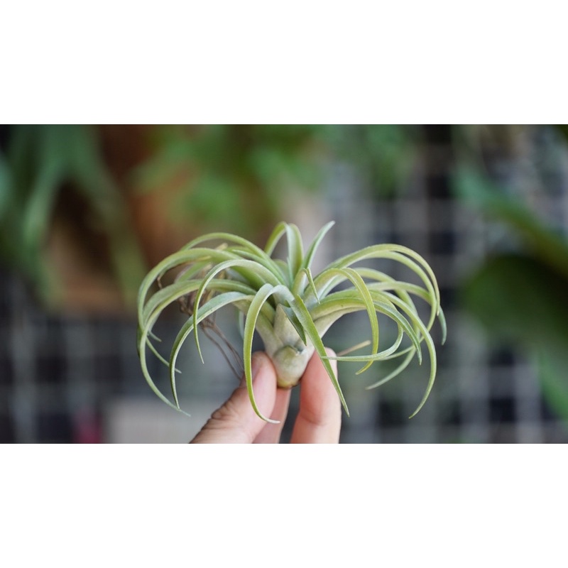 空氣鳳梨 高原小精靈（sphaerocephala*ionantha）