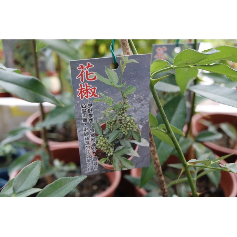 花椒苗栽 高壓苗5吋盆 最超值 高50 80公分 竹葉椒野花椒貝椒子山巴椒山椒山花椒青花椒 蝦皮購物