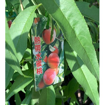 慶平花坊-果肉紅色素較多[熱帶水蜜桃-嫁接苗]水果苗-4吋盆