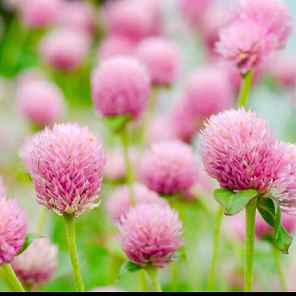 千日紅種子千日紫種子千日白種子四季種植四季種子 蝦皮購物