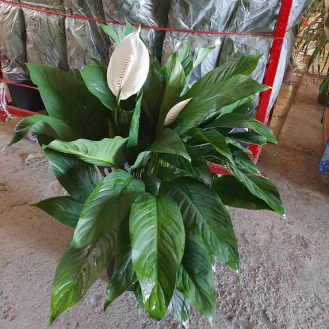 室內觀葉植物~白鶴芋（6吋）#淨化空氣強