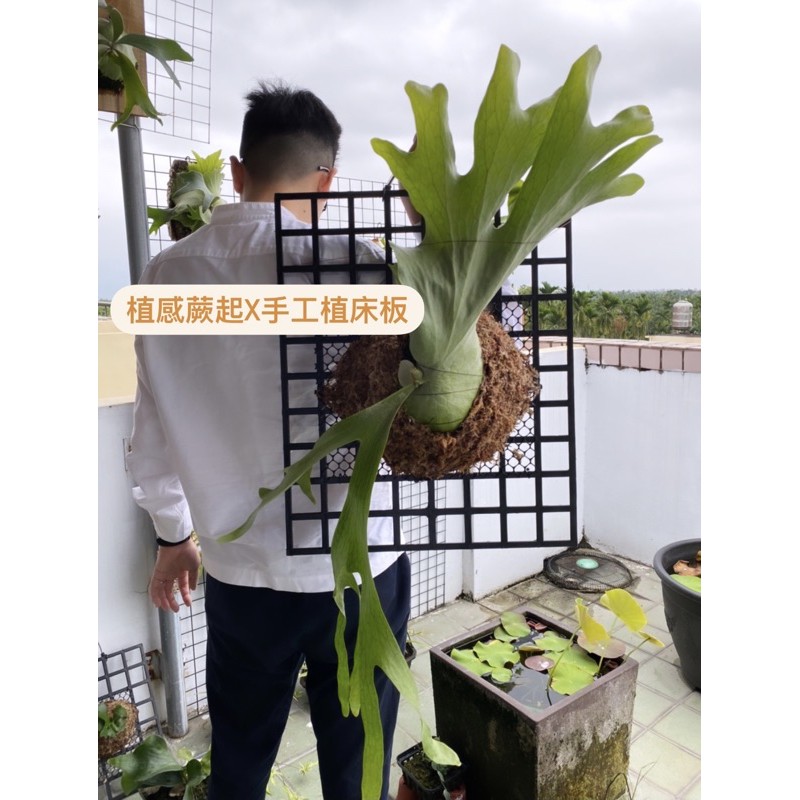 【植感蕨起】植床板 植床 植板 鹿角蕨上板 上板神器 女王鹿角蕨 苗床 植生板 上板 蕨類 樹皮 樹皮板 石斛