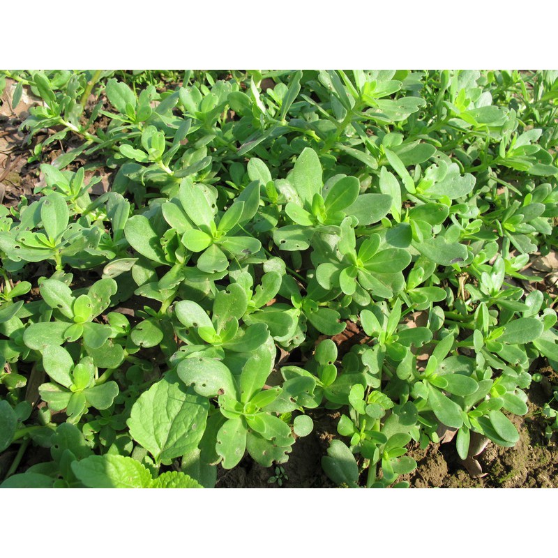 綠房子食用觀賞植物白花豬母草寶釧菜長命菜10枝 蝦皮購物