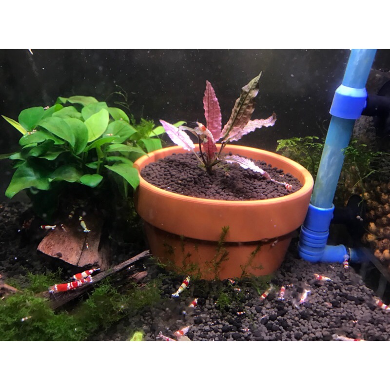 火烈鳥椒草 Cryptocoryne Flamingo 蝦皮購物