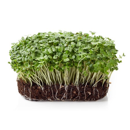 Microgreens苗菜種子-芝麻菜