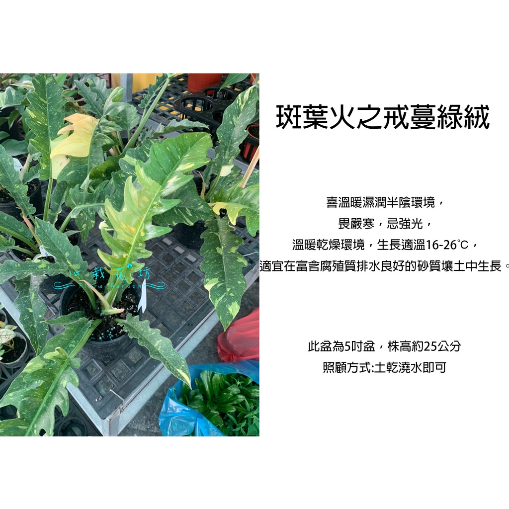 心栽花坊-斑葉火之戒蔓綠絨/蔓綠絨/6吋/綠化植物/室內植物/觀葉植物/售價1200特價1000