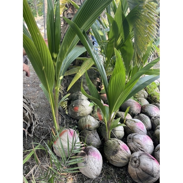 泰國香水椰子🥥一棵特價800元數量15棵