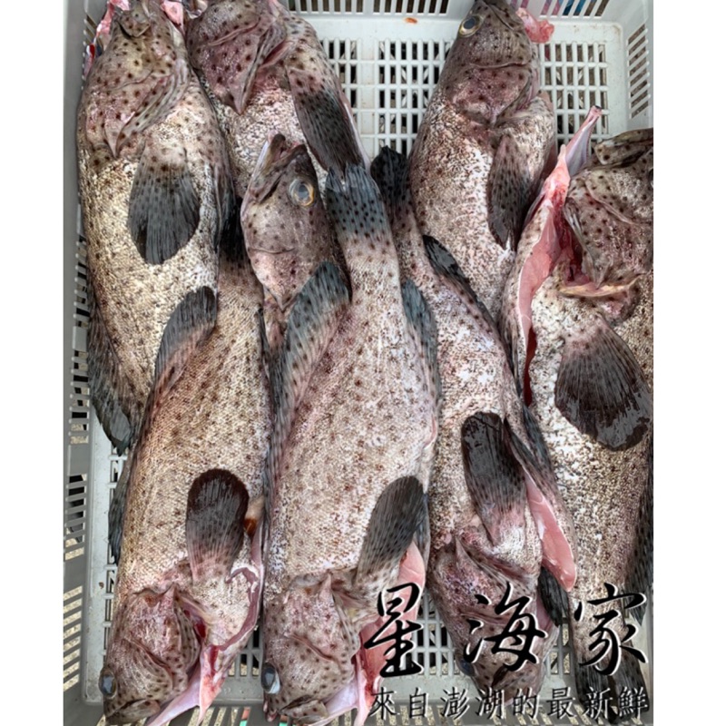 星海家🔍澎湖野生石斑魚 （三去處理、急速冷凍）