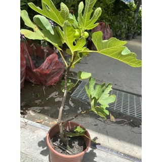 無花果樹苗約80cm