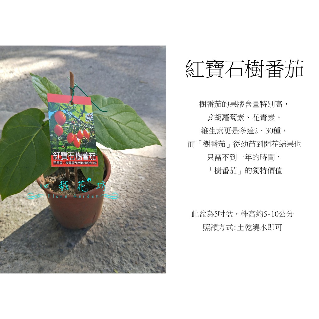 心栽花坊-紅寶石樹番茄/5吋/水果苗/售價200特價160