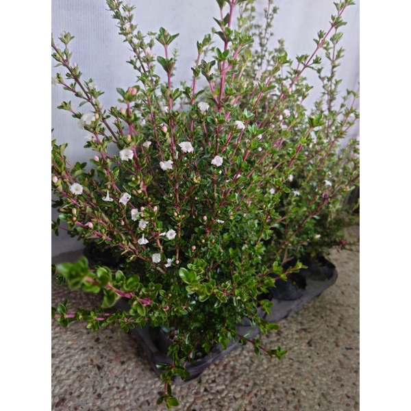 東大興農場紫丁香六月雪3寸盆特價三顆100 觀花植物 蝦皮購物