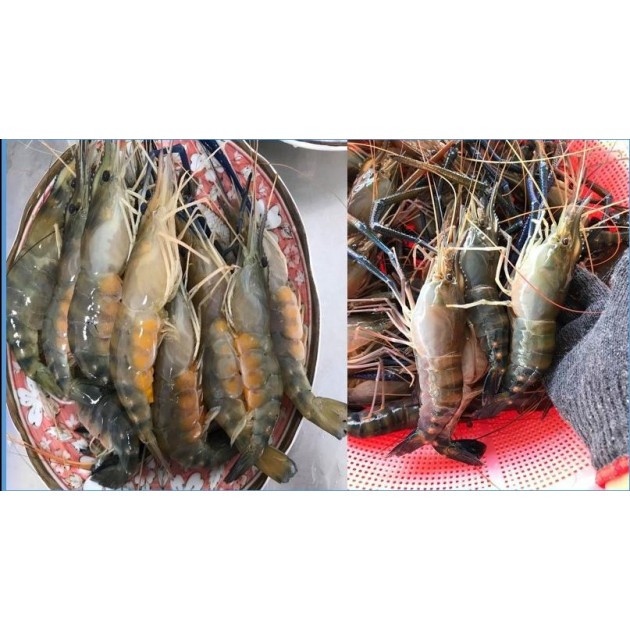 [小家庭組合]] 2斤蝦公+1斤爆漿紅頭蝦+2斤母蝦