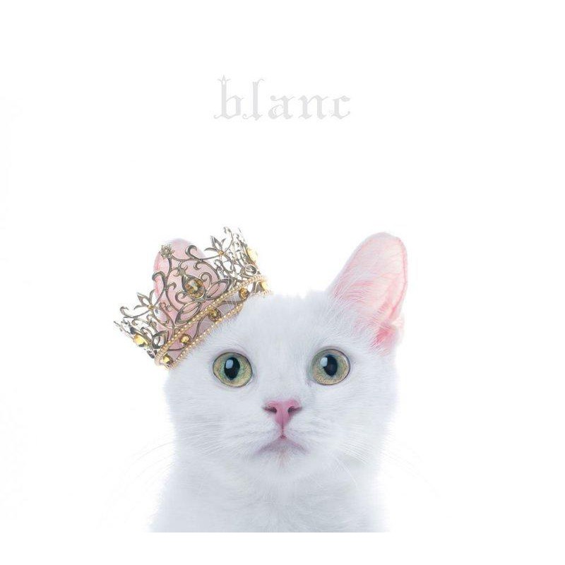C 附日文歌詞 Aimer 幻夢成真 白晝精選cd Dvd白盤best Selection Blanc 精選輯 蝦皮購物