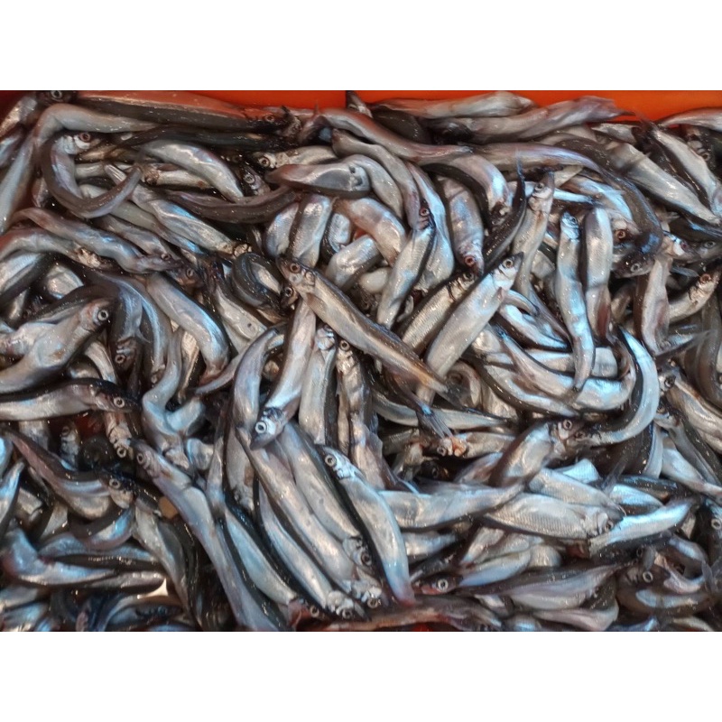 【寶秋平價海產】散裝柳葉魚300g 600g 1.2kg /冷凍食品團購、零售