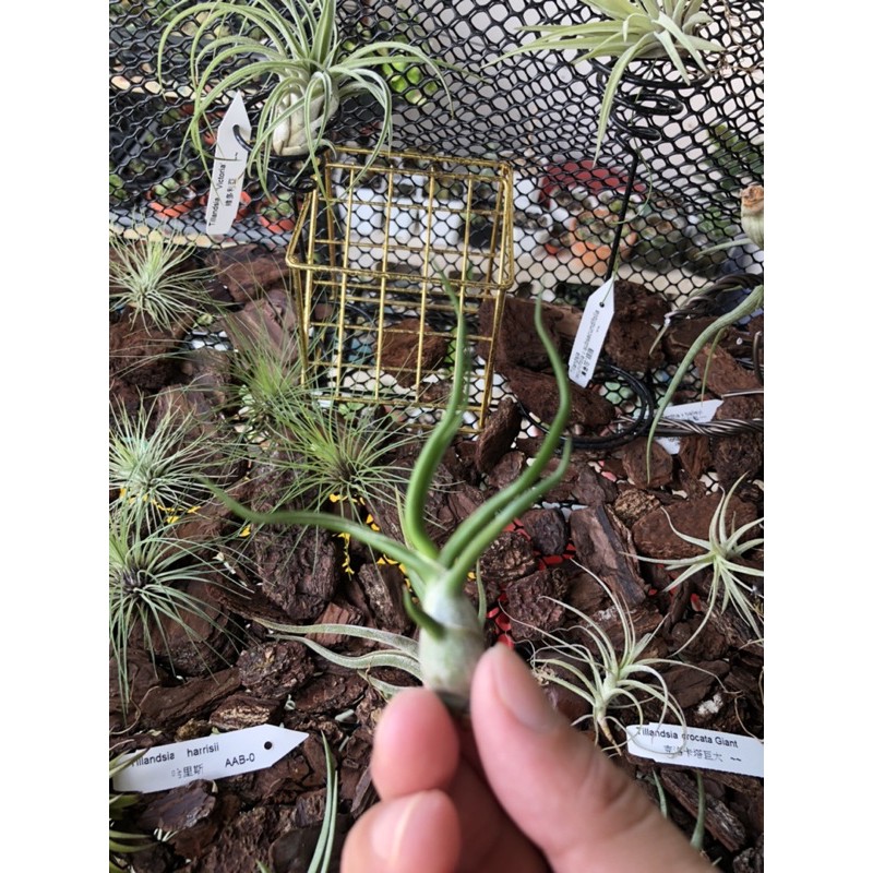 🌿空氣鳳梨小章魚 【Tillandsia bulbosa】