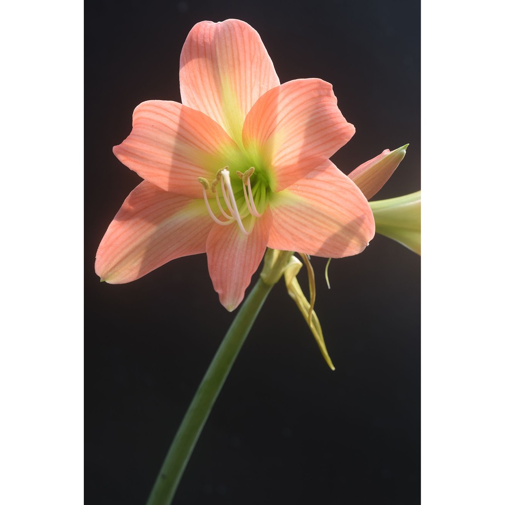 孤挺花 Bellisimo 華美 單瓣  迷孤  開花球