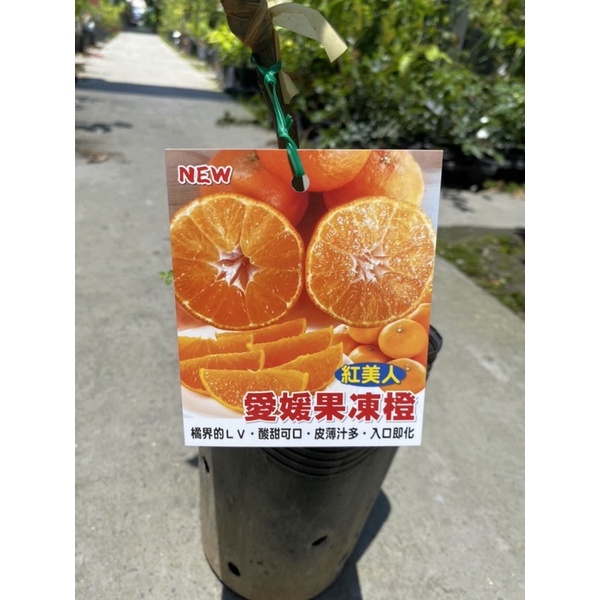 《花果山🐒》 -- 愛媛果凍橙4.5寸接苗 紅美人柑 柑橘界LV 水份超多