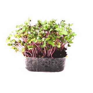 Microgreens苗菜種子~~紫大頭菜