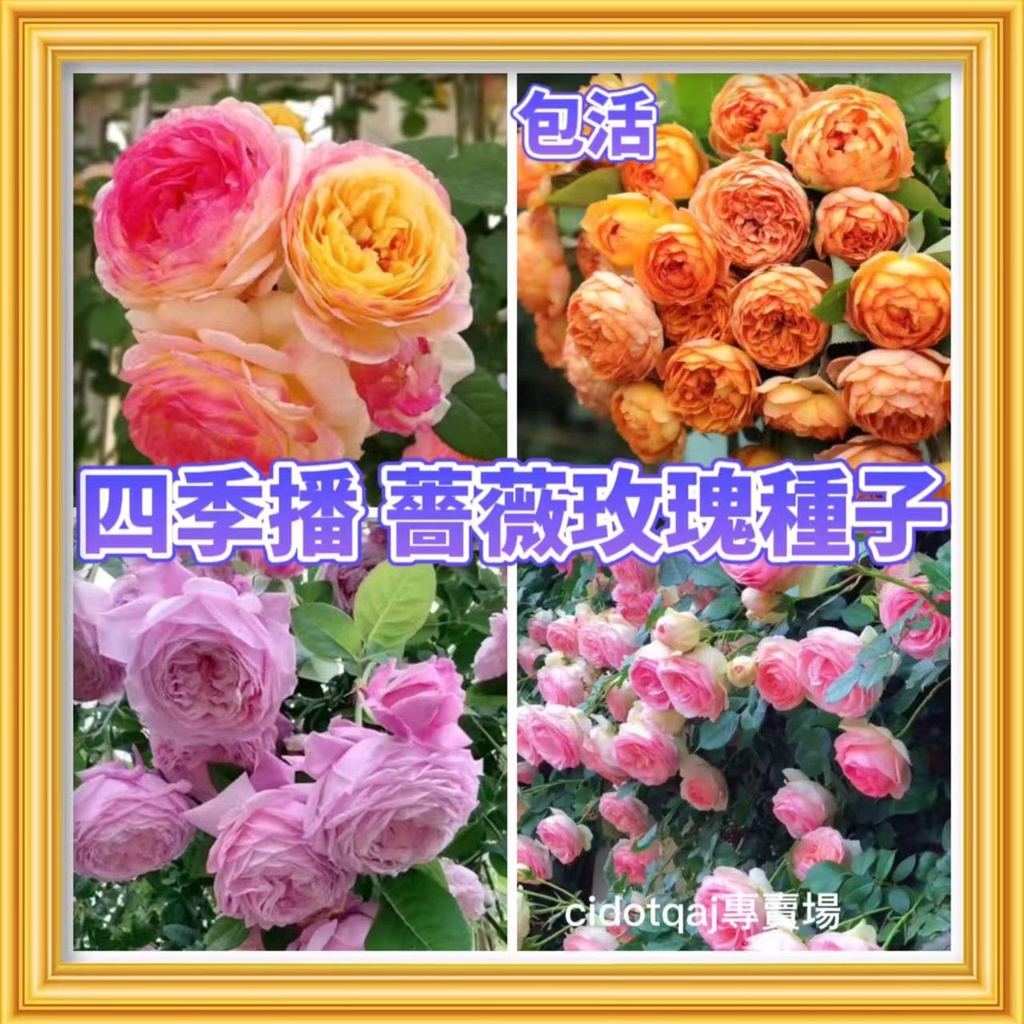 【💕台灣💋-桃園專賣園】 百分之99發芽率 限時優惠 四季播種 薔薇玫瑰 玫瑰種子 爬藤 植物 快花籽 易種易養