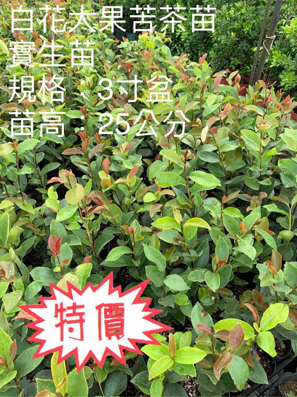 豐產小果苦茶苗 3吋盆