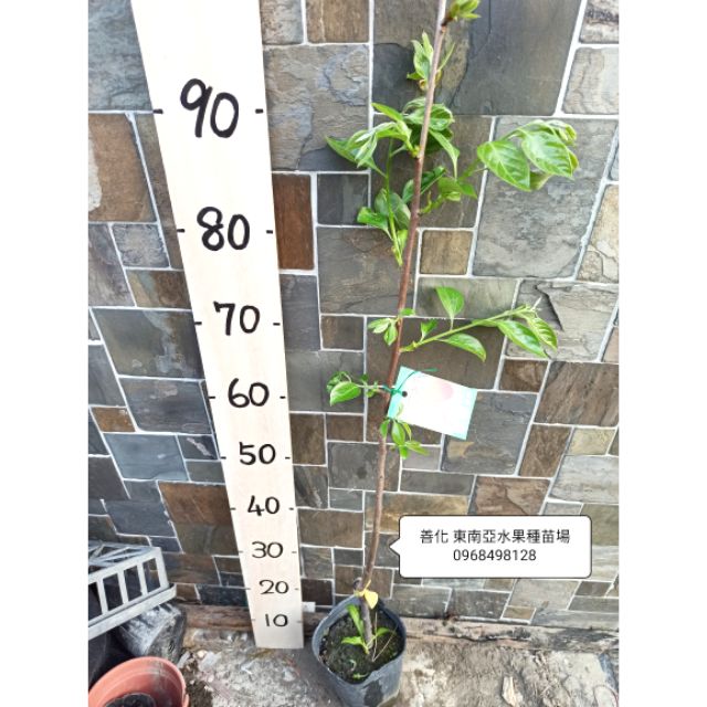 筆柿苗蜜柿苗柿子苗柿子蜜柿筆柿筆柿嫁接苗蜜柿嫁接苗水果苗 善化東南亞水果種苗場 蝦皮購物