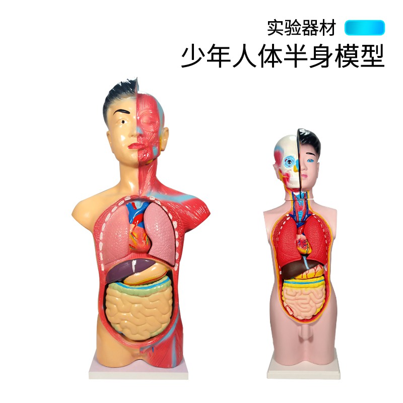 Hj1現貨熱銷少年人體半身模型醫學學生教學肌肉內臟器官心臟消化系統結構模型人體軀干解剖專業生物模型教具實驗器材 蝦皮購物