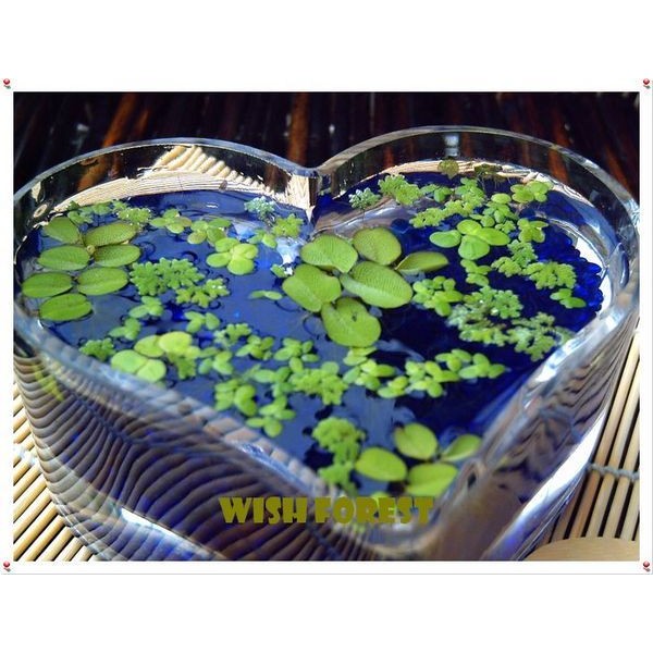 WISH FOREST【水生植物】【浮萍(青萍)，水萍，槐葉蘋，日本滿江紅】一份５０元【可超取付款】