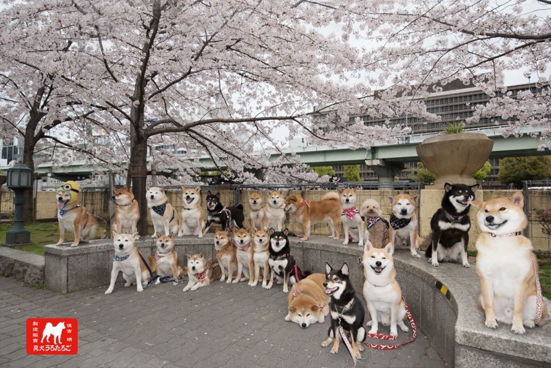 唐草頸圈項圈首輪和風唐草和柄柴犬ごろたろう犬具 蝦皮購物