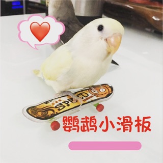Tailored小舖 現貨供應 鸚鵡益智、訓練玩具 / 可愛小滑板 / 手指滑板