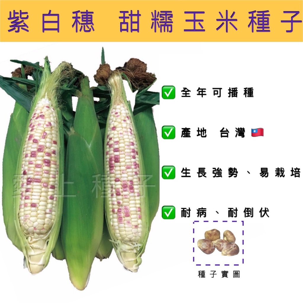 愛上種子 甜糯玉米 紫白穗 一代交配種 每包約20粒 夾鏈袋分包裝種子 非基因改造 耐病、耐倒伏，中早生。排數16