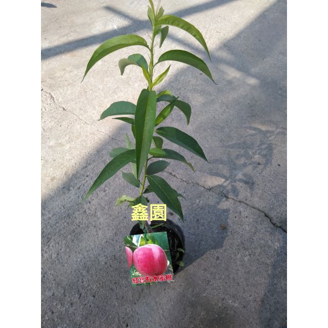 鑫園 紅寶石水蜜桃苗 蝦皮購物