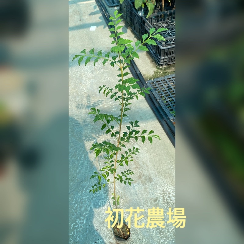 初花農場2店|苗木|光臘樹｜2寸黑軟袋｜獨角仙覓食的樹種｜