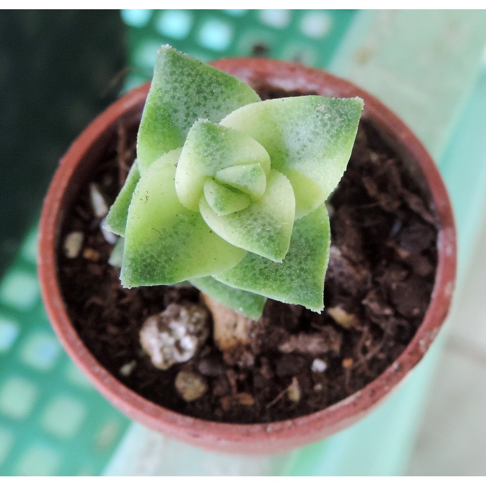 多肉植物南十字星錦1吋盆裸根寄送 蝦皮購物