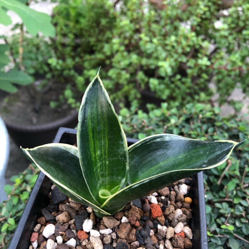 (中株)Pagoda var.虎尾蘭錦 Sansevieria 多肉植物 龍舌蘭