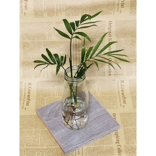 水耕植物 園藝植作優惠推薦 居家生活21年8月 蝦皮購物台灣