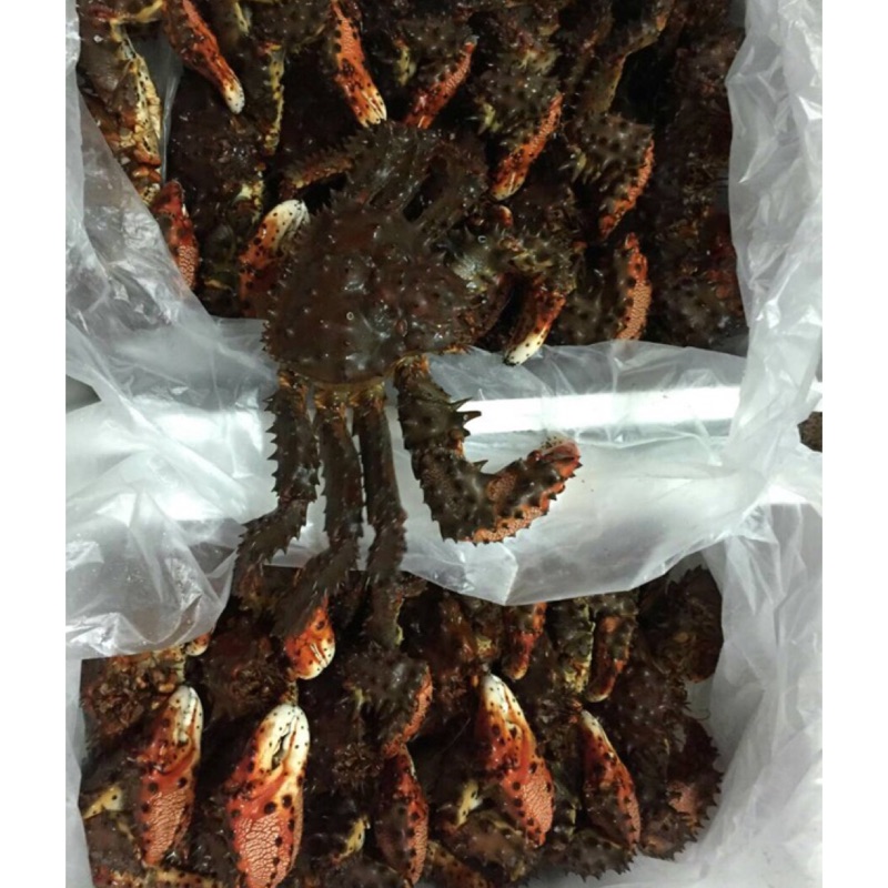日本行家活凍花咲蟹花蟹花咲蟹肥豬蝦每斤秤重計價 蝦皮購物