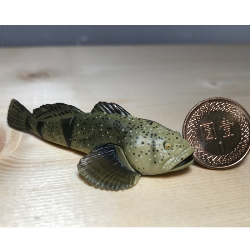 #250「櫻田門」筍殼魚 模型 水族箱飾品 扭蛋 轉蛋 盒玩 塑膠材質