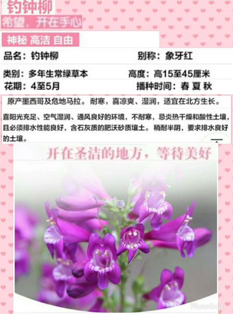 台灣現貨 紫紅色釣鐘柳種子30顆 蝦皮購物