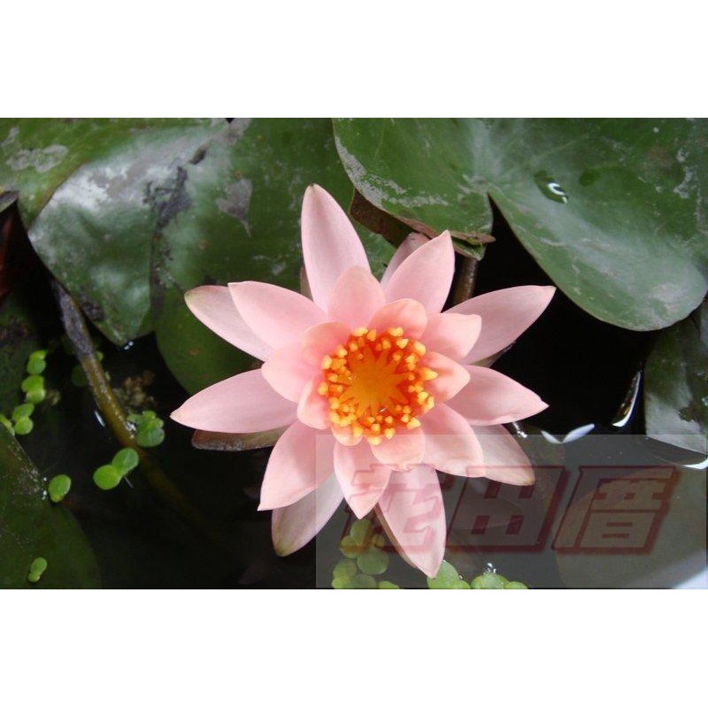 花田厝 水耕植物 水生植物 粉紅觀音蓮 1尺盆 花瓣半透明 無法超取 蝦皮購物