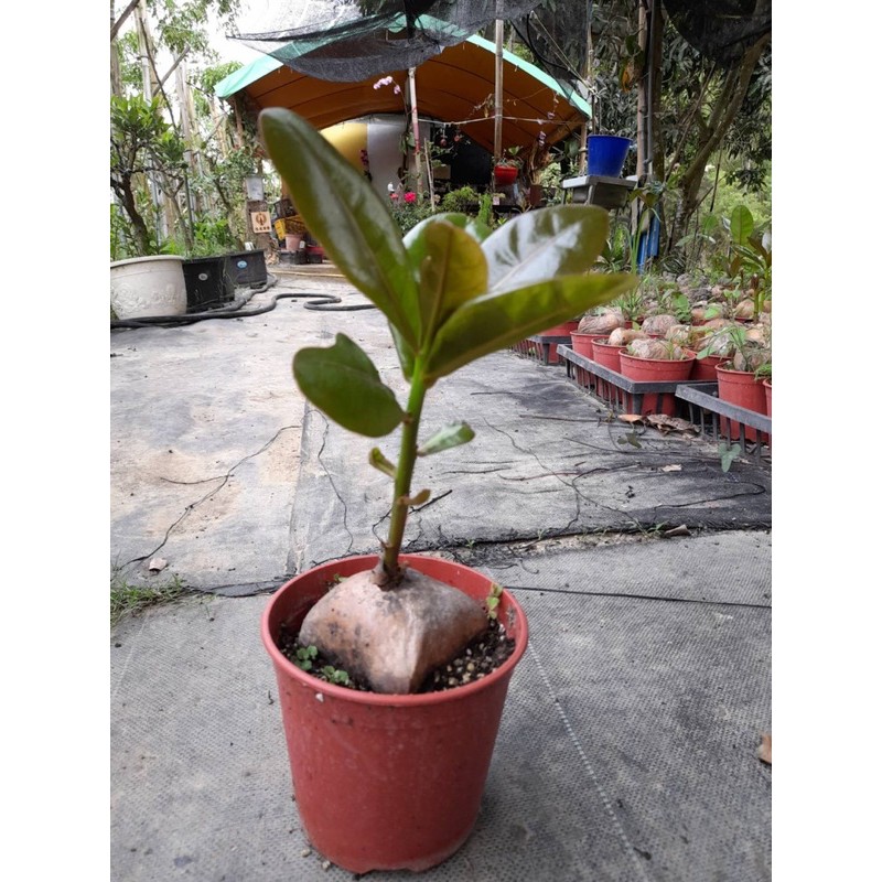 霏霏園藝棋盤腳原價360 預購價280元 5吋盆 蝦皮購物