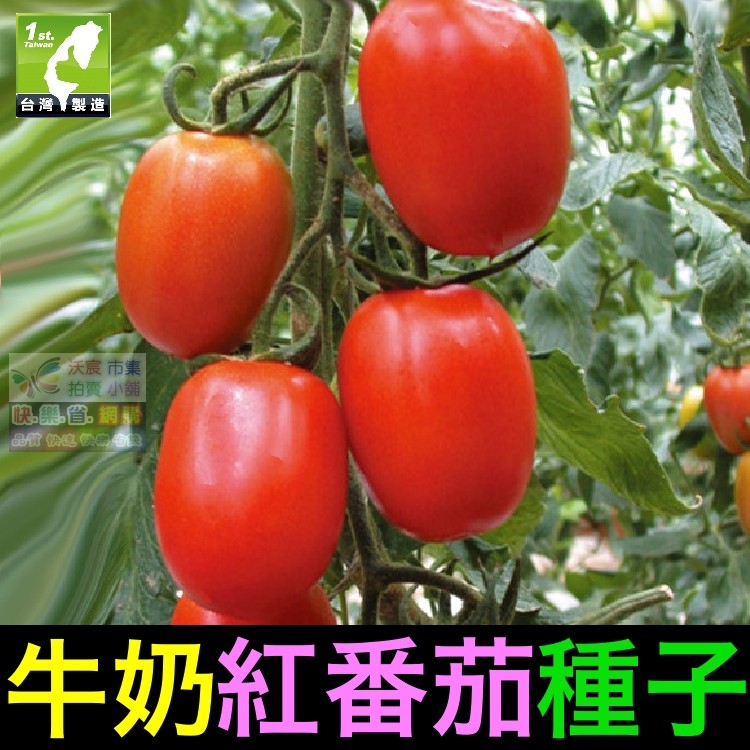 🐄㊣【我會發芽】牛奶紅番茄種子 聖女果蕃茄 小西紅柿 味美 易栽好活 陽台盆栽  (約25粒/包)35元