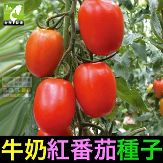 🐄㊣【我會發芽】牛奶紅番茄種子 聖女果蕃茄 小西紅柿 味美 易栽好活 陽台盆栽 (約25粒/包)35元