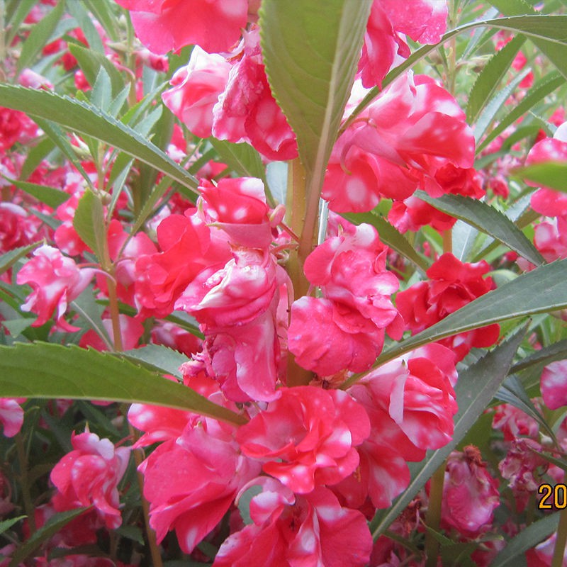 禾月花卉 重瓣鳳仙花種子指甲花鳳仙茶花種籽鳳仙花花卉種孑 蝦皮購物