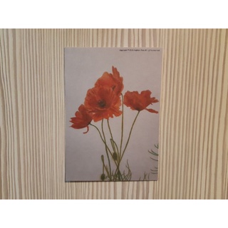 明信片 萬用卡手繪 罌粟花 新年紅 花卉 典雅 Postcrossing Postcard 蝦皮購物