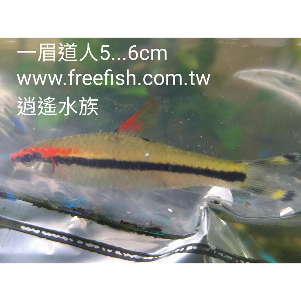 台北市 逍遙水族 中型魚 燈科魚 好養 一眉道人 蝦皮購物